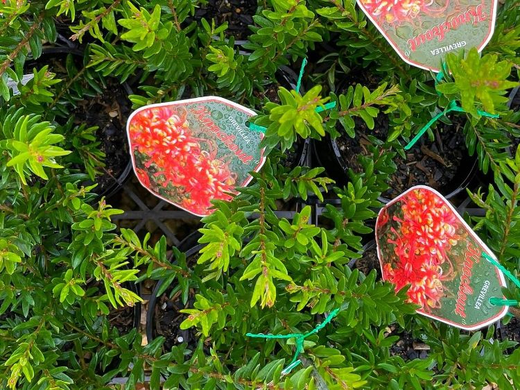 Picture of Grevillea hybrida Knockout