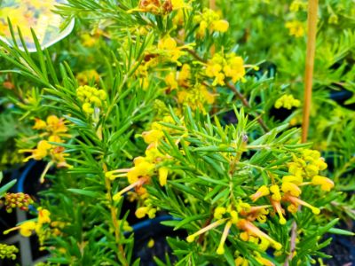 Picture of Grevillea hybrida Lemon Daze