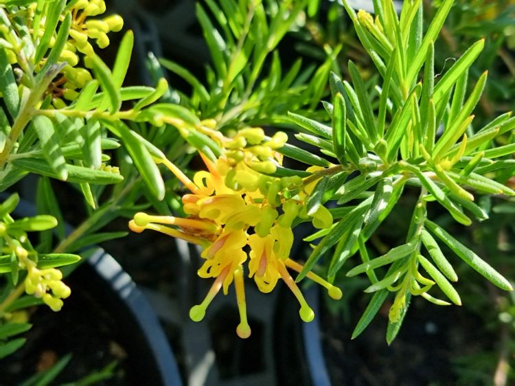 Picture of Grevillea hybrida Lemon Daze