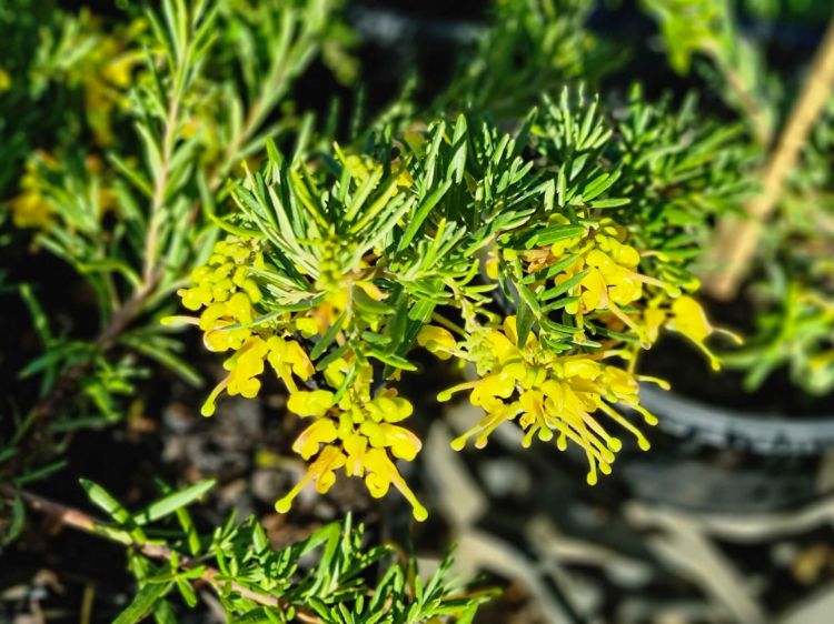 Picture of Grevillea hybrida Lemon Daze