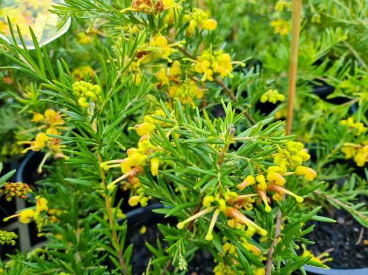 Picture of Grevillea hybrida Lemon Daze