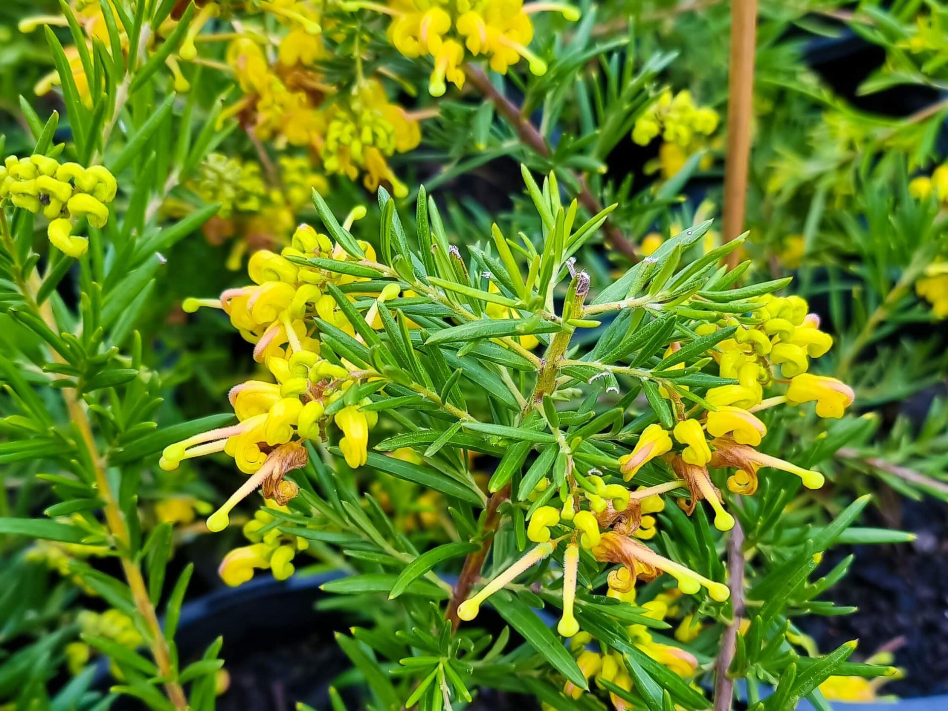 Grevillea hybrida Lemon Daze Wholesale Nursery Nurseries in