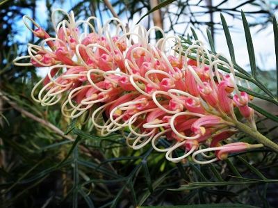Picture of Grevillea hybrida Pink Surprise