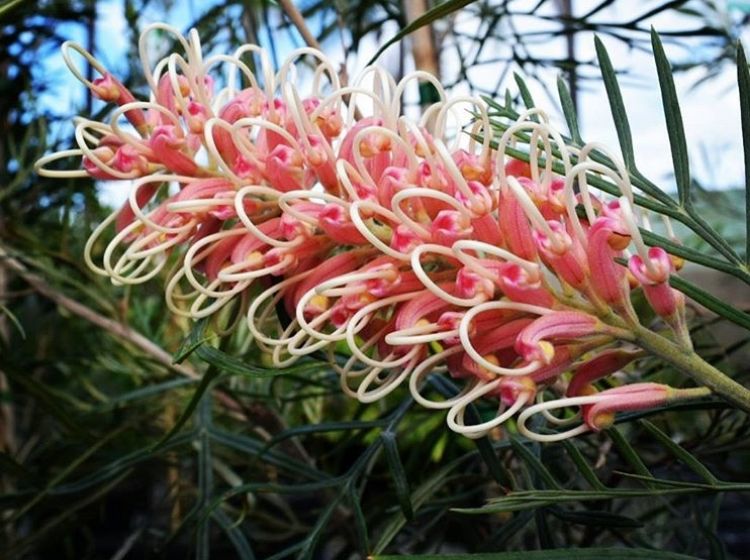 Picture of Grevillea hybrida Pink Surprise