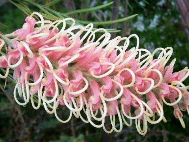 Picture of Grevillea hybrida Pink Surprise