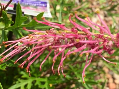 Picture of Grevillea hybrida Rowdy
