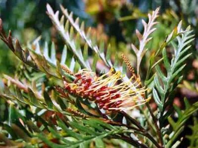 Picture of Grevillea hybrida Strawberry Blonde