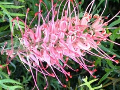 Picture of Grevillea hybrida Strawberry Sundae