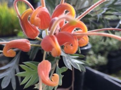 Picture of Grevillea hybrida Sunrise