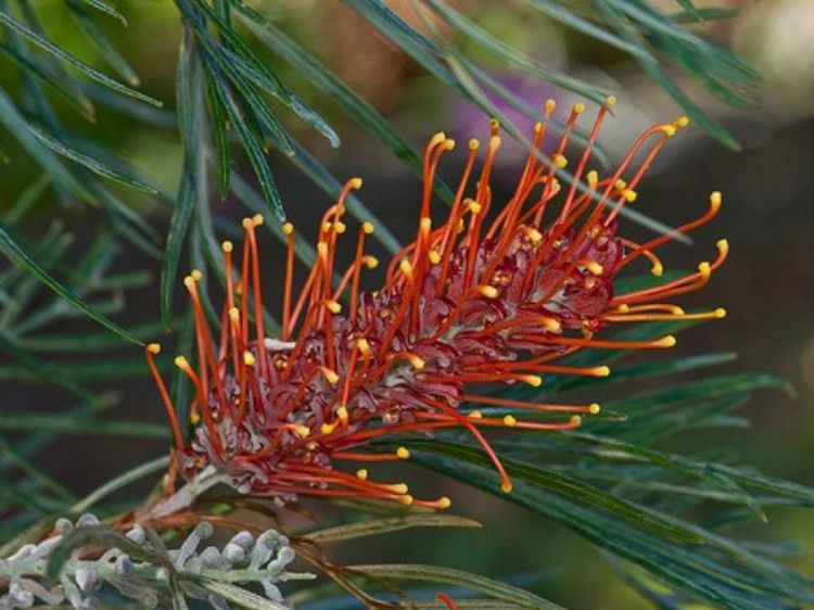 Picture of Grevillea hybrida Sunset Bronze