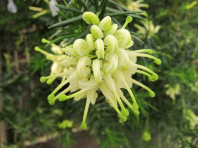 Picture of Grevillea hybrida White Knight