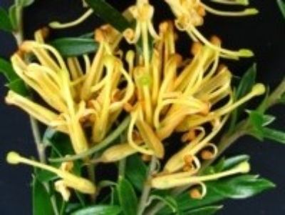 Picture of Grevillea hybrida Winter Gold