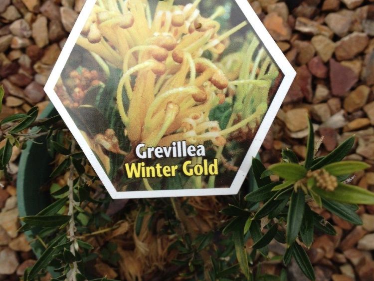 Picture of Grevillea hybrida Winter Gold