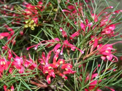 Picture of Grevillea johnsonii wilsonii Bon Accord