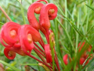 Picture of Grevillea johnsonii wilsonii Bonfire