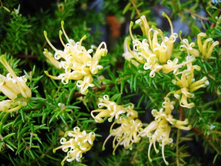 Picture of Grevillea juniperina Gold Cluster PBR
