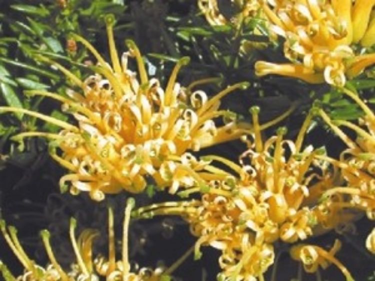 Picture of Grevillea juniperina Prostrata Gold