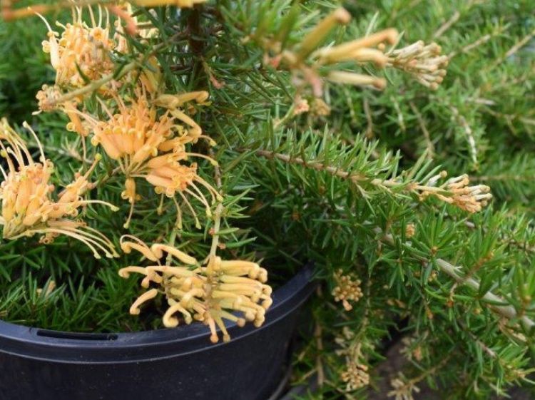 Picture of Grevillea juniperina Prostrata Yellow