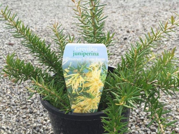 Picture of Grevillea juniperina Prostrata Yellow