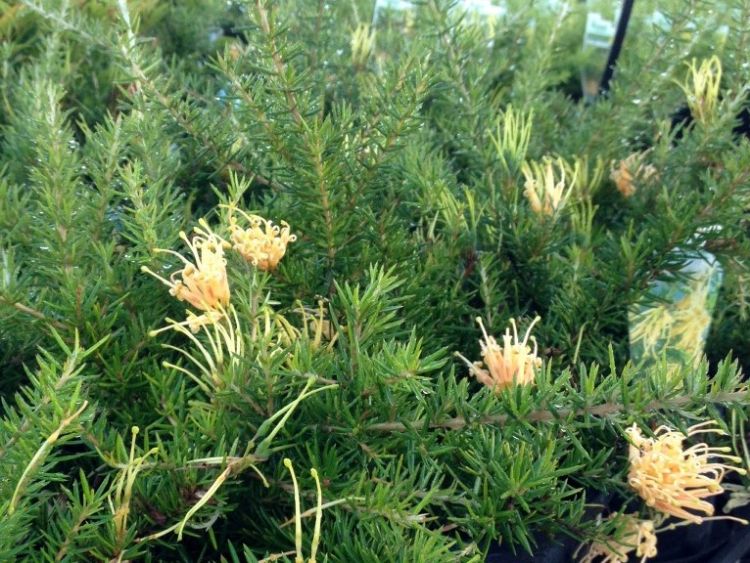 Picture of Grevillea juniperina Prostrata Yellow