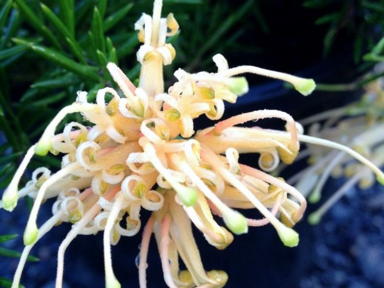 Picture of Grevillea juniperina Prostrata Yellow