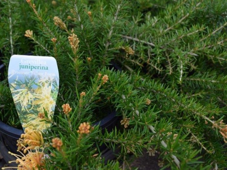 Picture of Grevillea juniperina Prostrata Yellow