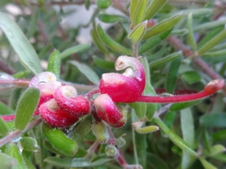 Picture of Grevillea lanigera Mallee Cherie