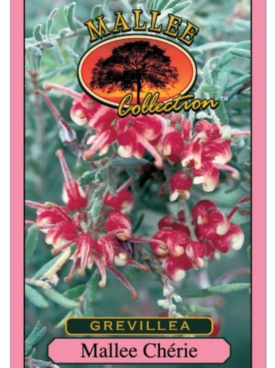 Picture of Grevillea lanigera Mallee Cherie