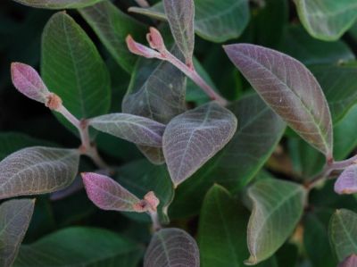 Picture of Grevillea callichlaena Woolly Bear Mian