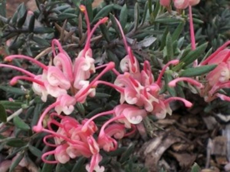 Picture of Grevillea lavandulacea Pinky Petite