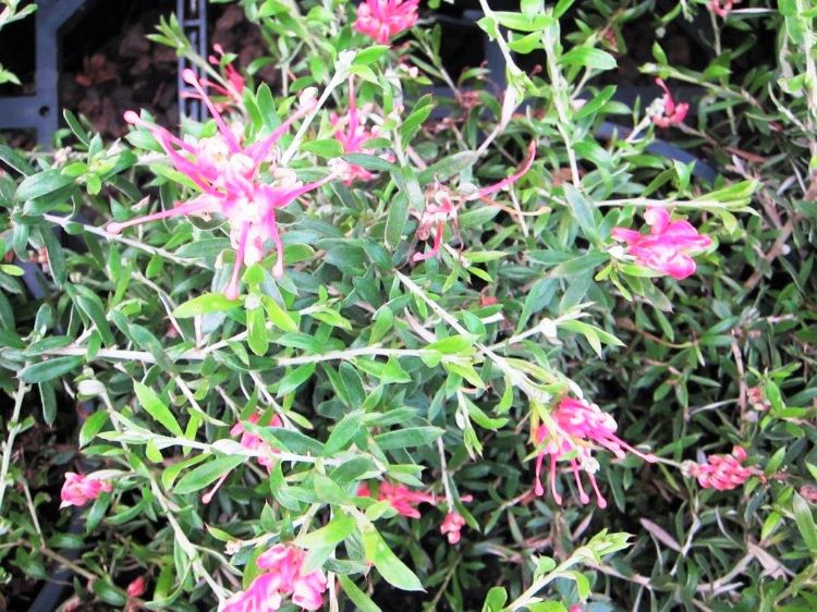 Picture of Grevillea lavandulacea Pinky Petite