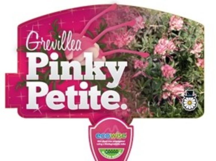 Picture of Grevillea lavandulacea Pinky Petite
