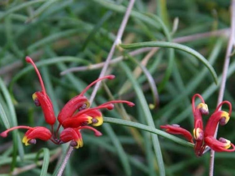 Picture of Grevillea nudiflora Curvy Tops
