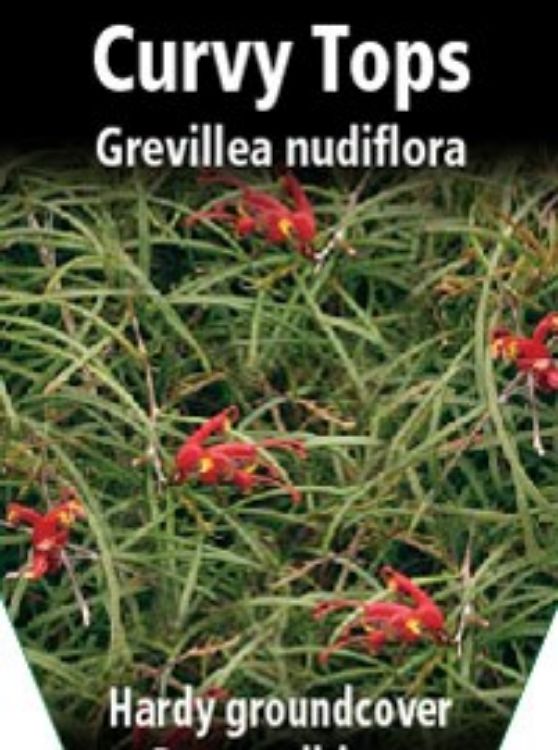 Picture of Grevillea nudiflora Curvy Tops