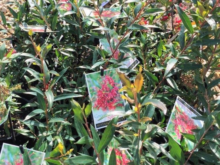 Picture of Grevillea oleoides shiressii Splendour