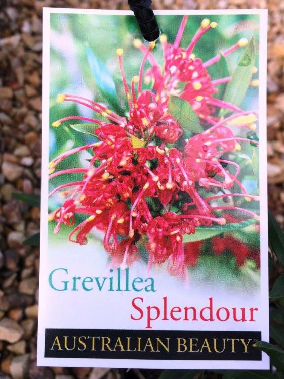 Picture of Grevillea oleoides shiressii Splendour