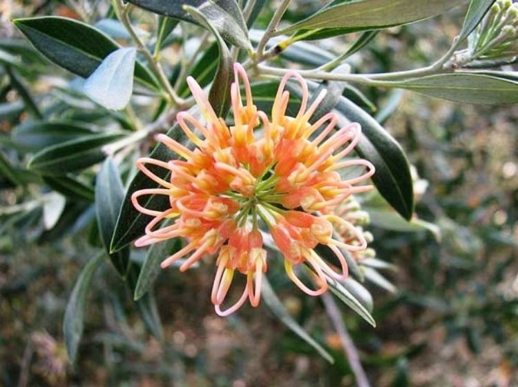 Picture of Grevillea olivacea Apricot Glow