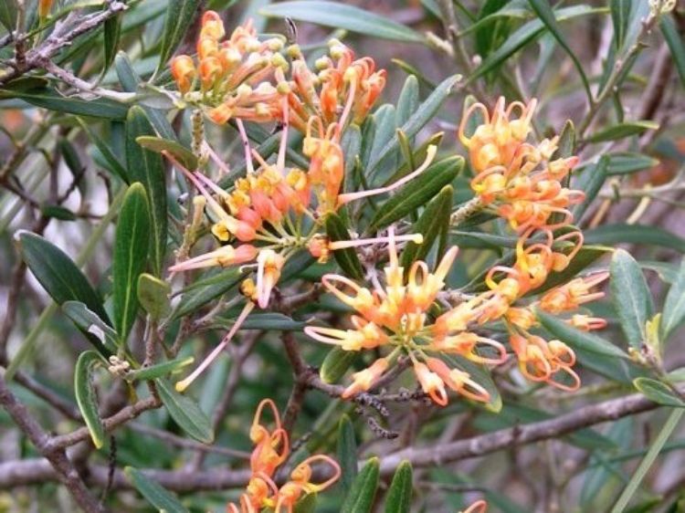 Picture of Grevillea olivacea Apricot Glow