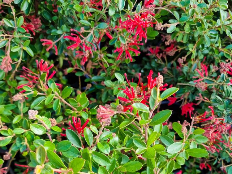 Picture of Grevillea rhyolitica Ruby Jewel
