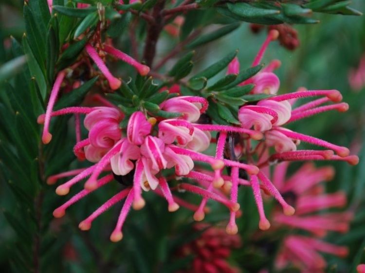 Picture of Grevillea rosmarinafolia Rosys Baby