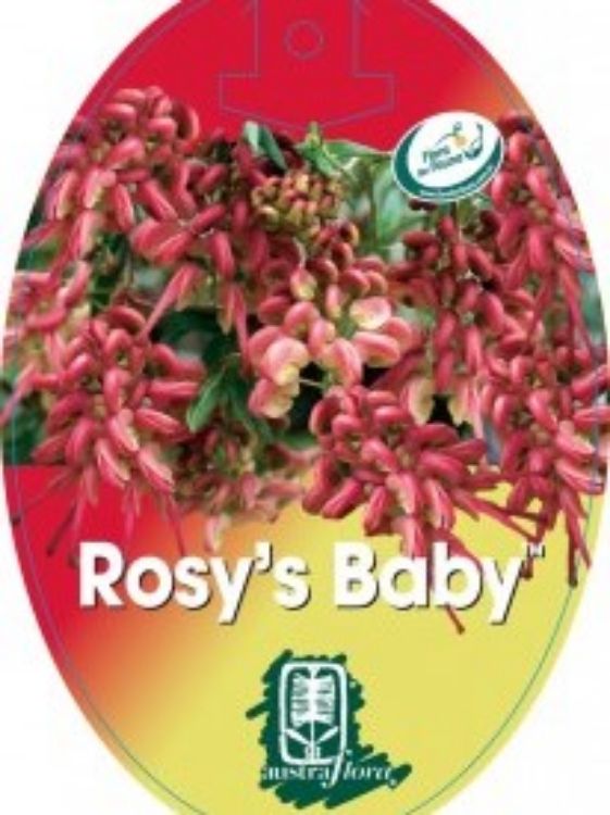 Picture of Grevillea rosmarinafolia Rosys Baby