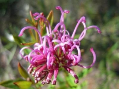 Picture of Grevillea sericea Pink