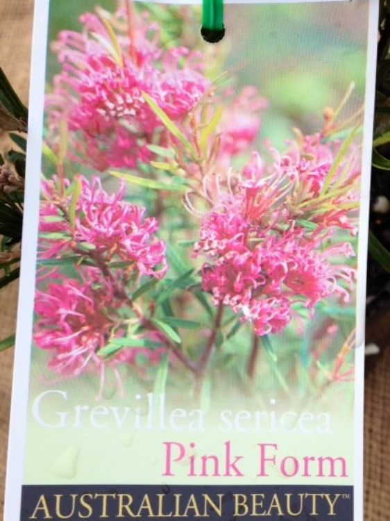 Picture of Grevillea sericea Pink