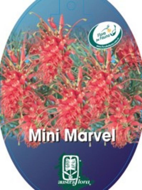Picture of Grevillea thelemanniana Mini Marvel