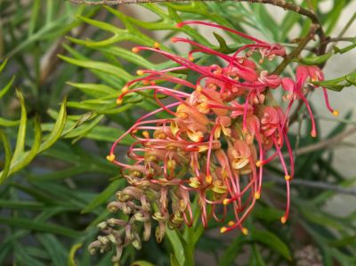 Picture of Grevillea banksii bipinnatifida Superb
