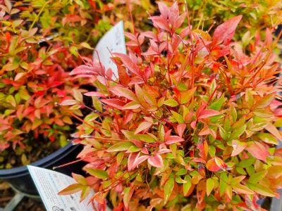 Picture of Nandina domestica Twilight