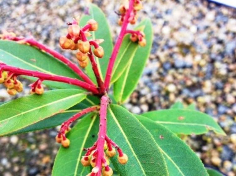 Picture of Pieris formosa forrestii