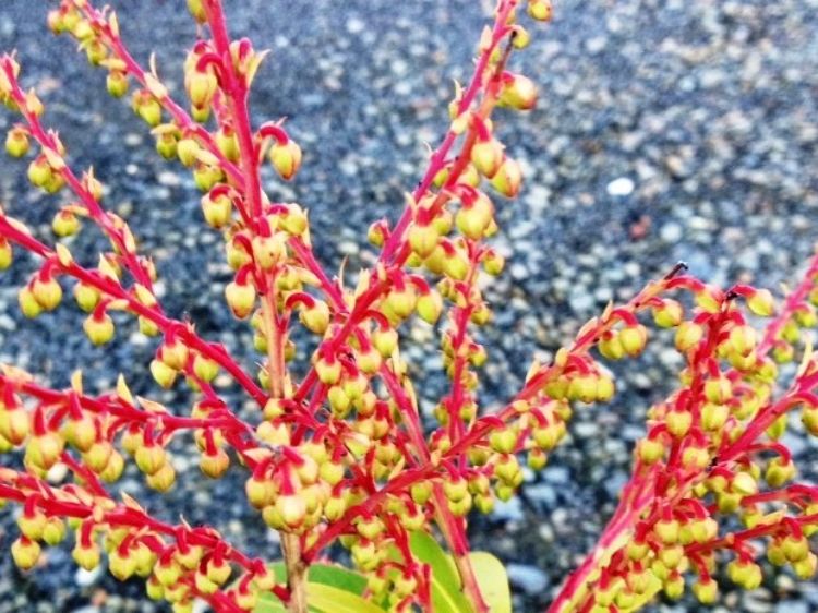 Picture of Pieris formosa forrestii