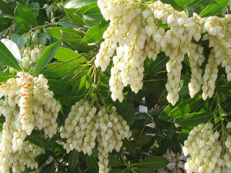 Picture of Pieris japonica