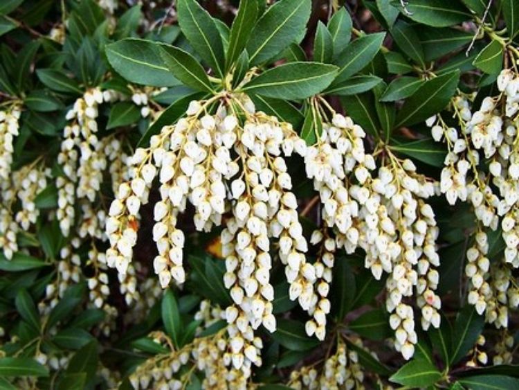 Picture of Pieris japonica